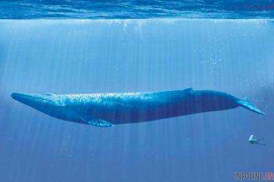 Синий кит впервые заплыл в Красное море