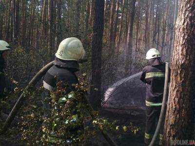 Пожар в лесопарковой зоне Киева удалось локализовать