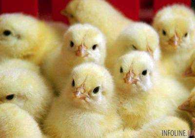 Украина рекордно нарастит экспорт куриного мяса в текущем году - Минсельхоз США