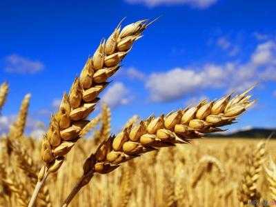 Экспорт зерновых составляет 39 млн тонн - Держпродспоживслужба