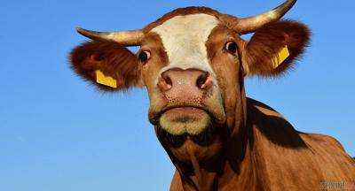 В Житомирской области из цистерны АЗС спасли корову