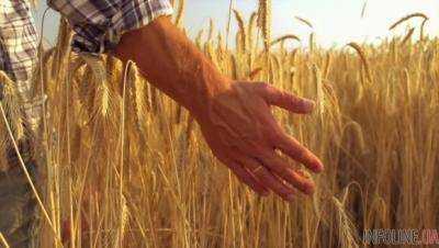Минагрополитики прогнозирует урожай зерна на уровне более 60 млн тонн