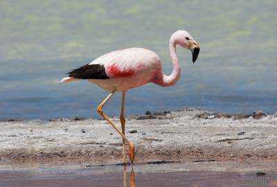 Редкие фламинго впервые за 15 лет отложили яйца