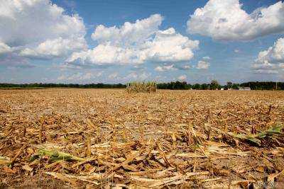 Аномальная засуха в Европе приведет значительной потере урожая