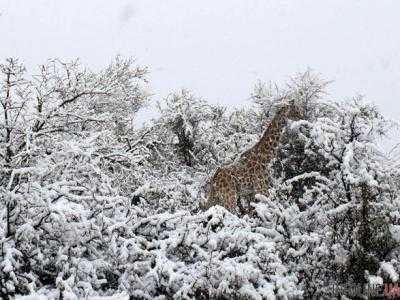 В ЮАР снег застал врасплох тропических животных
