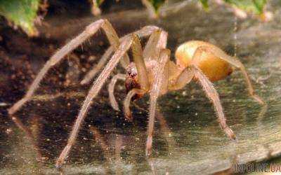 Осторожно, атакуют ядовитые пауки: что говорят зоологи