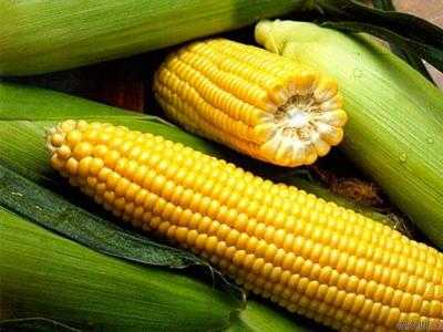 Урожай-2018: аграрии собрали первые 1,5 млн тонн кукурузы