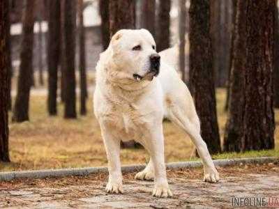 В Одесской области собака породы алабай покусала ребенка