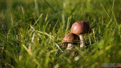Статистика грибных отравлений в Украине: в Минздраве назвали число жертв