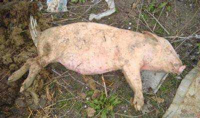 На стихийной свалке в Херсонской области обнаружили инфицированные АЧС трупы животных