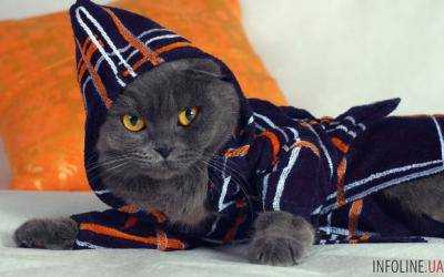 Госдеп США пригласил на странную вечеринку с котами и пижамами