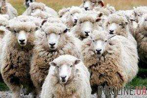Сотни овец заполнили центр Мадрида