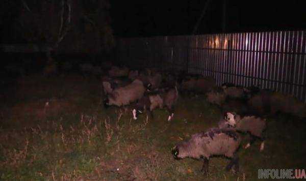 Фуру с овцами разгрузили: стало известно, сколько животных выжило