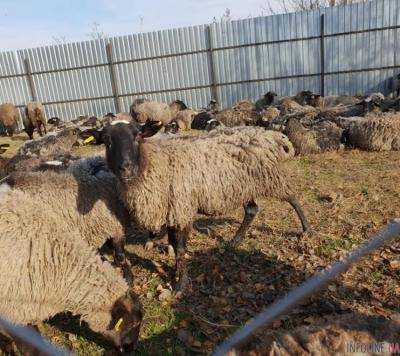 Скандал с овцами: Госпродпотребслужба начала внутреннюю проверку