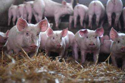 Россия отказалась от спора с ЕС об импорте свиней