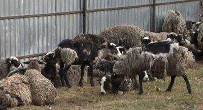 Скандал с овцами: потребслужба обязала инициировать улучшение условий для животных в портах