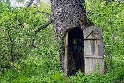 В старом расколотом дереве соорудили часовню