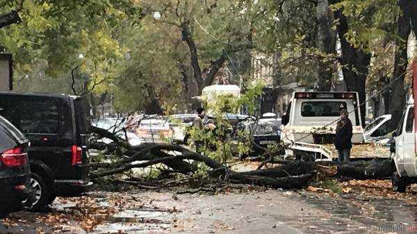 В Одессе упавшее дерево повредило около 10 автомобилей