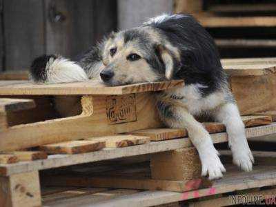 ВР провалила запрет массовой эвтаназии бездомных животных - нардеп