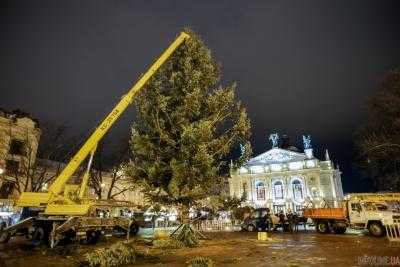 Во Львове начали устанавливать новогоднюю елку