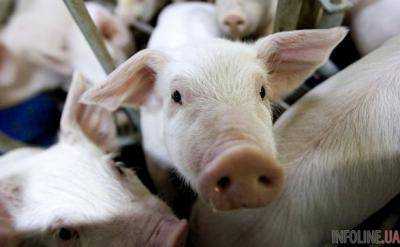 Вспышки АЧС в Украине: уничтожено почти 32 тыс. голов свиней