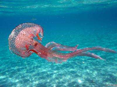 В Австралии массовое нашествие медуз