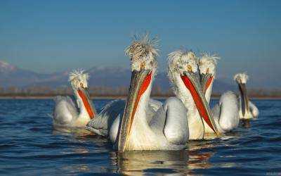 В Одесскую область раньше времени прилетел редкий вид пеликанов
