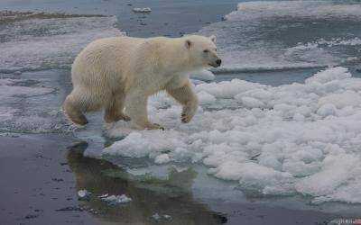 В РФ чрезвычайная ситуация из-за нашествия белых медведей