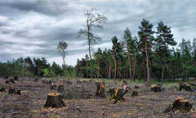 В Украине стали меньше незаконно вырубать леса