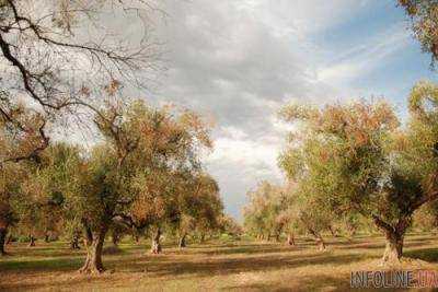 Бактерия Xylella fastidiosa уничтожила большие плантации оливок на юге Италии