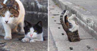 Японские кошки нашли новое пременение дырам в асфальте