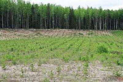 В Украине за год появилось 2 тысячи гектаров новых лесов