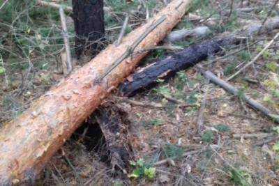 В Полтавской области дерево насмерть убило человека