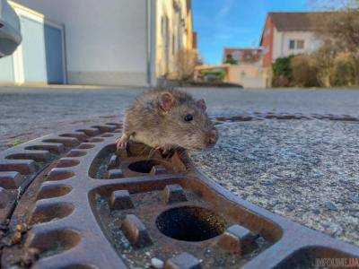 В Германии 8 спасателей помогали крысе выбраться из канализации