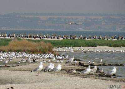 Национальному природному парку "Меотида" возвращено землю на побережье Азовского моря
