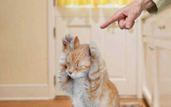 Как правильно наказать кошку