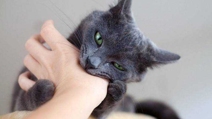 Почему кошка кусает за руку, когда ее гладишь