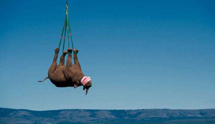 Почему носорогов перевозят вверх тормашками
