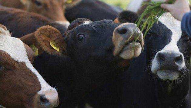 Сельхозперепись: зачем в селе пересчитают всех коров, кур и свиней