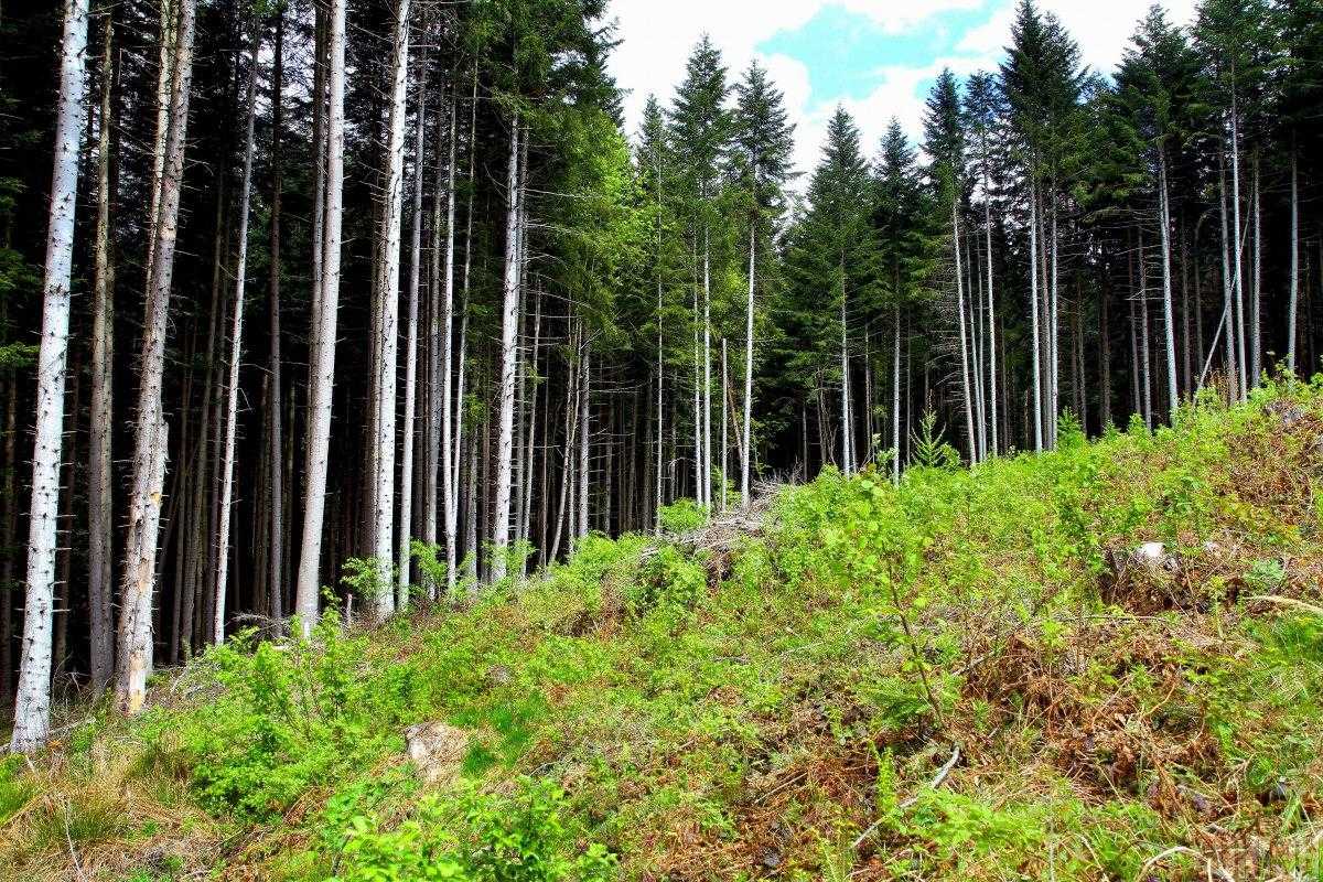 В РНБО придумали, як боротися з вирубкою лісу в Україні