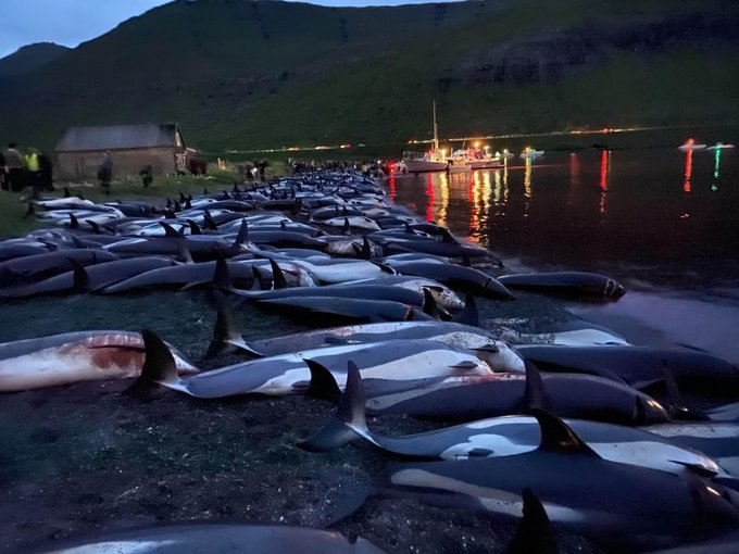 Вода стала червоною: нелюди Фарерських островів забили майже 1,5 тисячі дельфінів