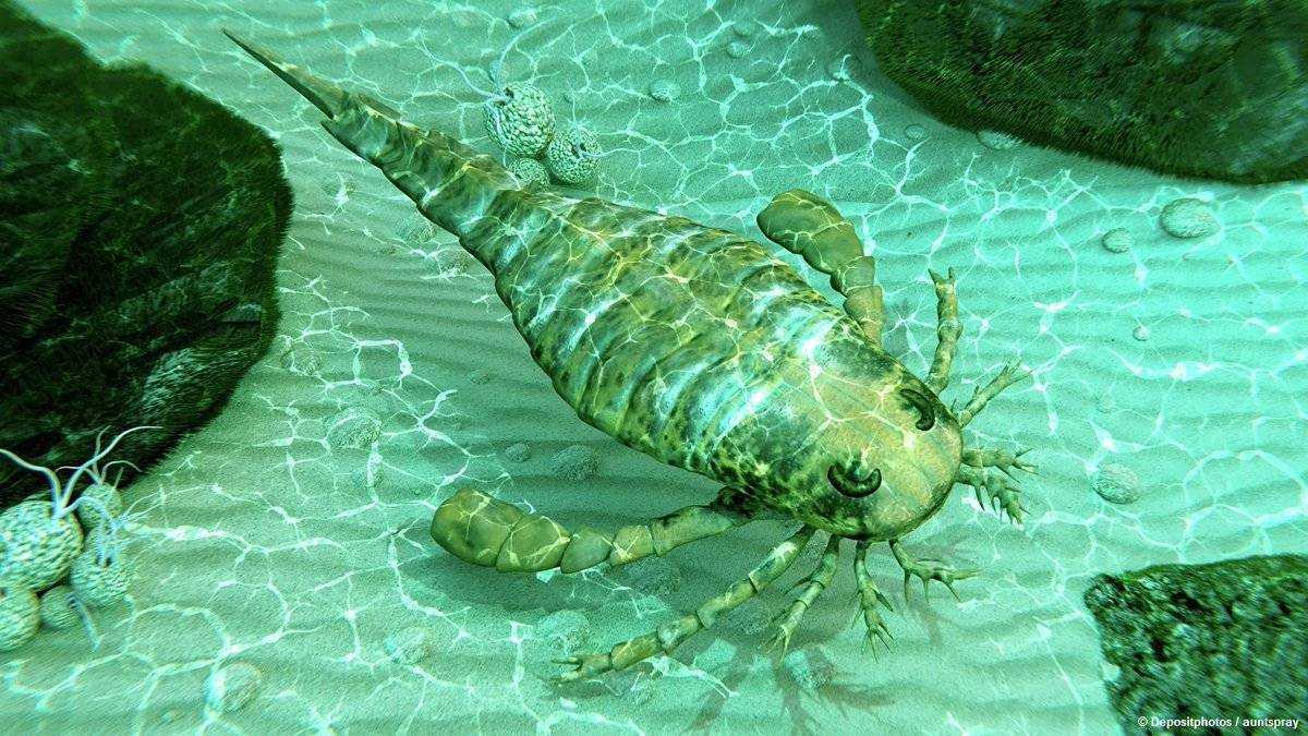 Палеонтологи из Китая обнаружили неизвестный вид ракоскорпиона