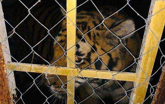 В Киеве бросили шесть тигров: подробности