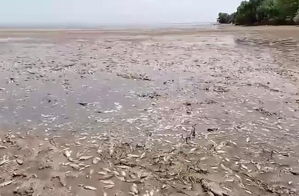 "Такое специалисты видели впервые": из-за массового мора рыбы в Днепропетровской области погибли 28 тыс. рыбин