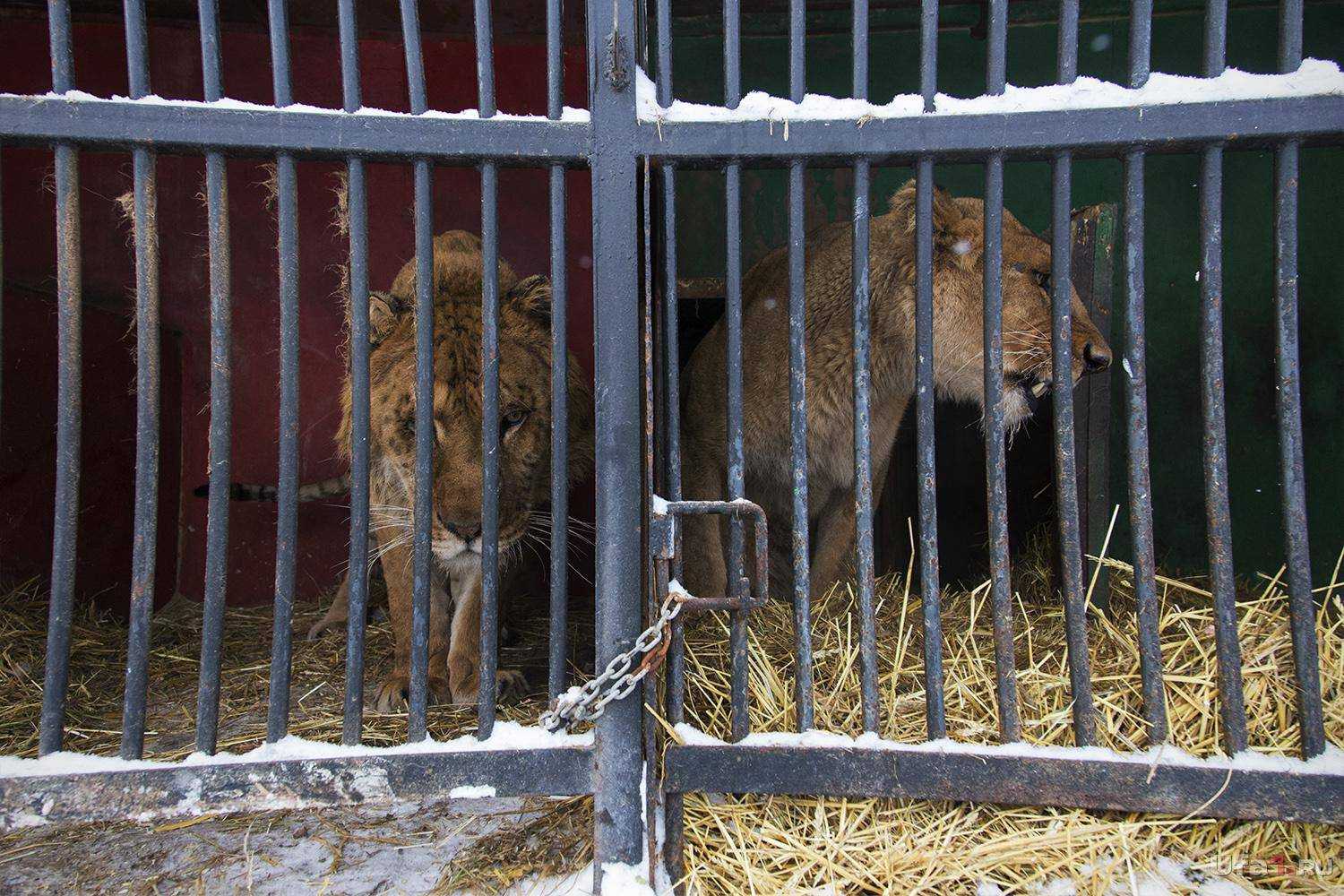 Одесский "смельчак" влез в клетку со львами: животные не пострадали