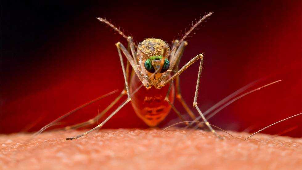 Как защитить свой дом от комаров: 5 простых приемов перекроют насекомым вход в жилище