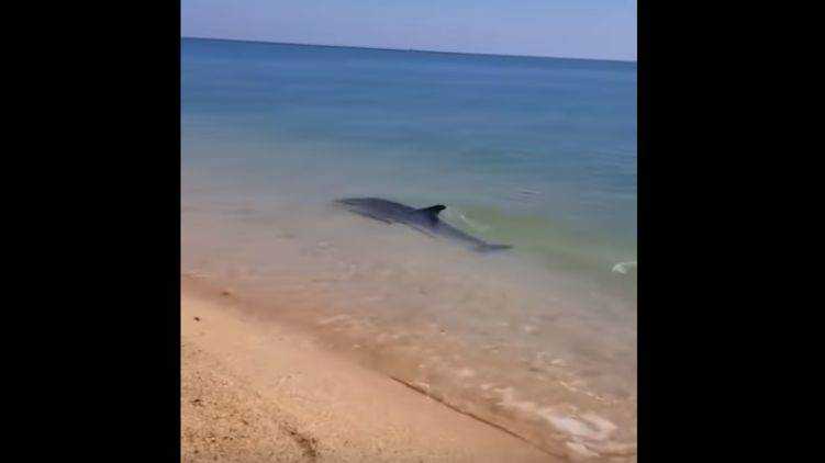 На Азовском море дельфины резвились всего в нескольких метрах от берега