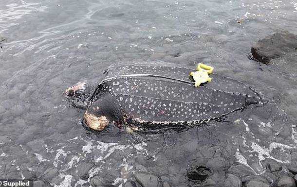 Редкую гигантскую черепаху обнаружили мертвой