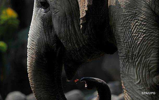 Дикі слони в Китаї вбили трьох осіб