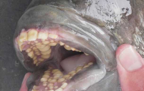 На пляже нашли мертвую рыбу с "человеческими" зубами